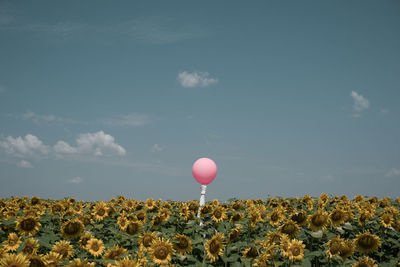 Person holding pink balloon amidst sunflower field against sky