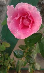 Close-up of wet pink rose blooming outdoors