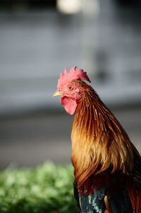 Close-up of rooster