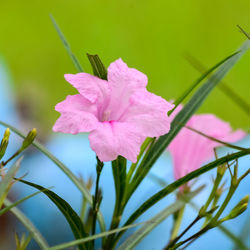 Close-up of pink flowering plant