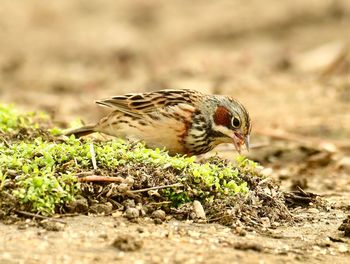 Close-up of a bird perching on a field