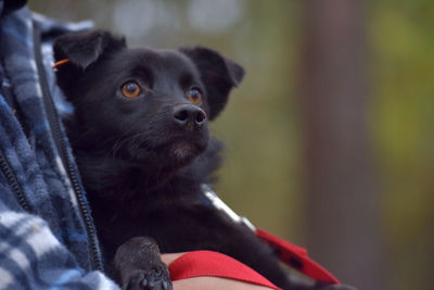 Close-up portrait of black dog