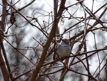 Low angle view of bird perching on bare tree