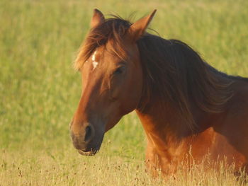 Horses grazing on grassy field