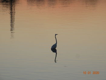 View of a bird in lake