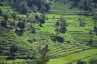 Scenic view of agricultural field