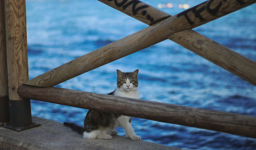 Cat sitting on wood