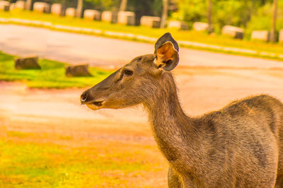 Close-up of deer on field