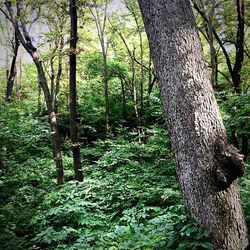 Trees in forest