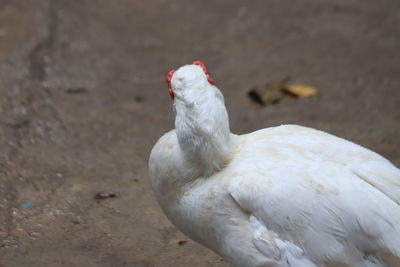 High angle view of bird on field