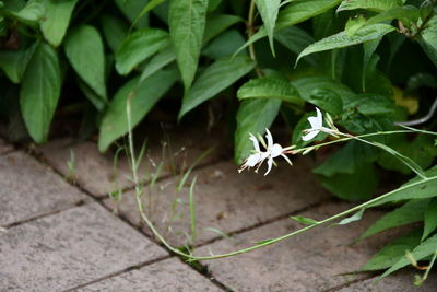 High angle view of plants growing on land