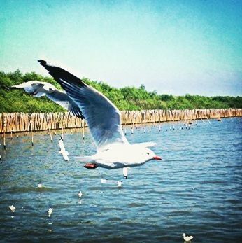 bird, animal themes, animals in the wild, flying, wildlife, seagull, spread wings, water, one animal, blue, nature, sea, waterfront, mid-air, sea bird, beauty in nature, day, outdoors, rippled, lake