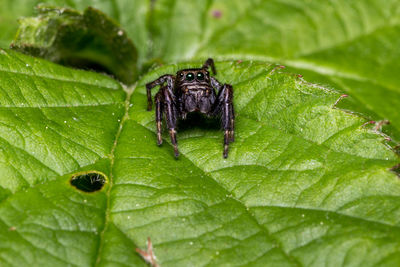 Close-up of spider on leaf