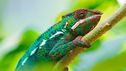 Close-up of lizard on leaf