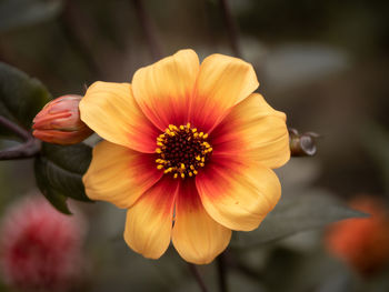 Close-up of flower against blurred background