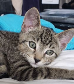 Close-up portrait of a cat