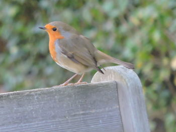 Close-up of bird perching outdoors