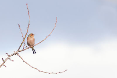 Close-up of bird perching on branch against clear sky