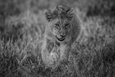 Lioness running on field