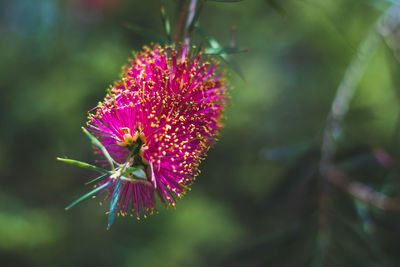 Close-up of purple flowering plant