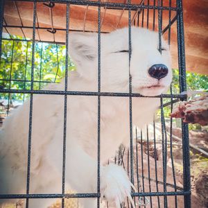 View of dog in cage