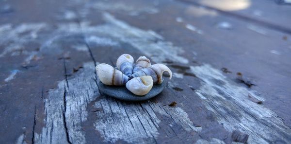 Close-up of animal shell