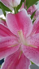 Close-up of pink flower