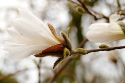 Close-up of white flowering plant