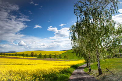 Scenic view of agricultural field against sky