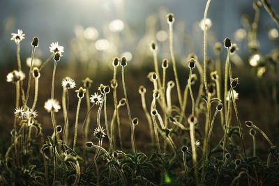 Close-up of plants growing on field