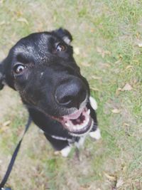 Close-up portrait of black dog yawning