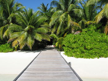 Scenic view of palm trees