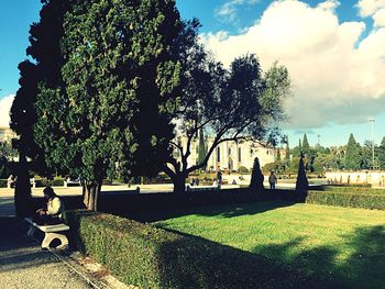 Trees in park