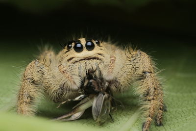 Close-up of spider