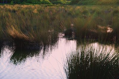 Scenic view of lake