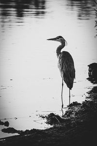 Bird on a lake