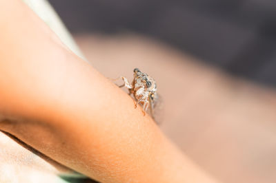 Kid hand holding cicada cicadidae a black large flying chirping insect or bug or beetle on arm