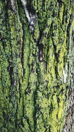 Full frame shot of moss on tree trunk