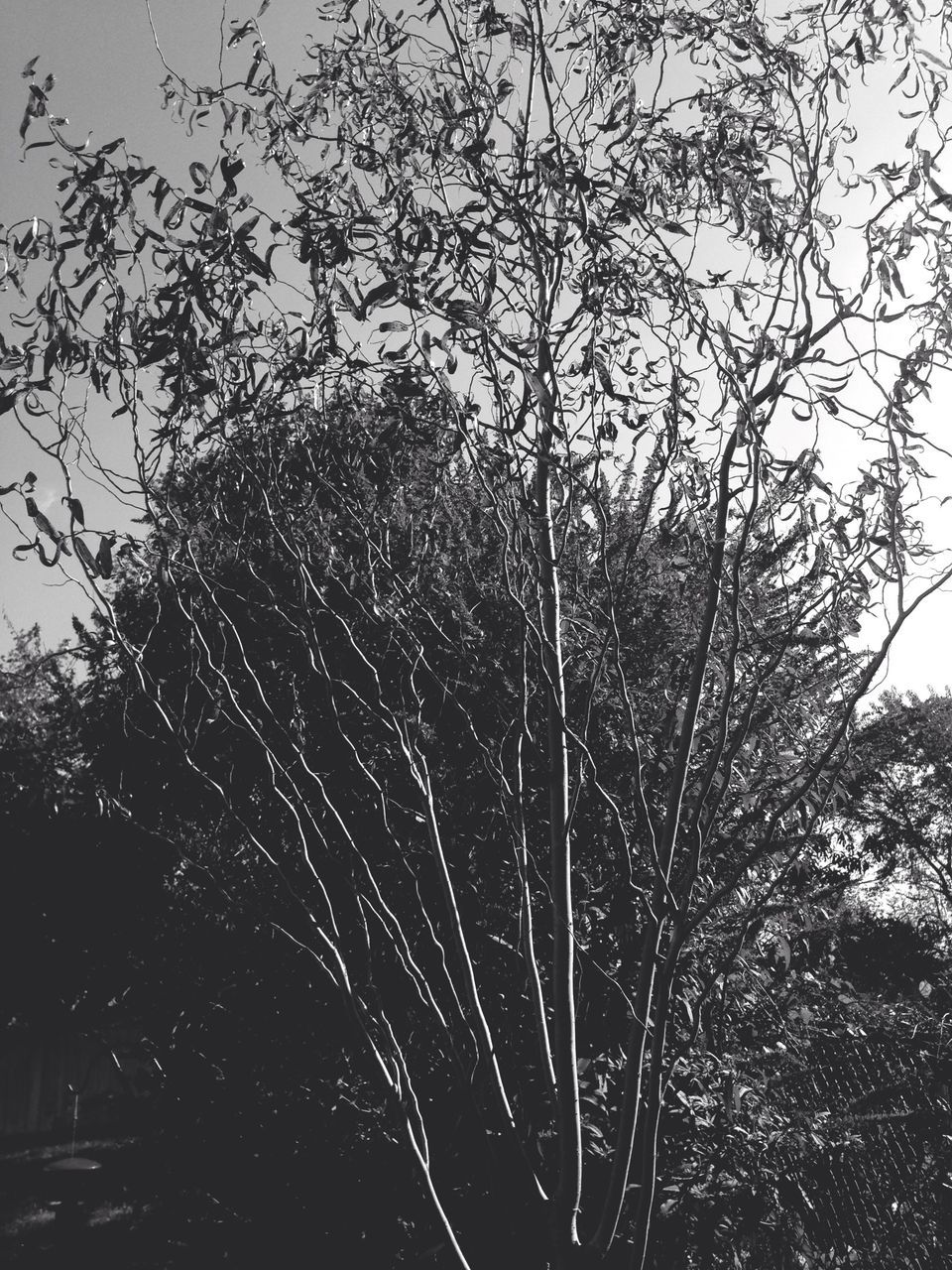 low angle view, tree, silhouette, sky, clear sky, outdoors, nature, no people, night, bare tree, branch, growth, spider web, close-up, dusk, plant, dark, tranquility, built structure