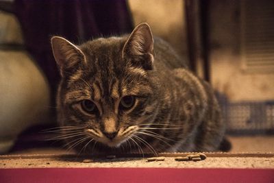 Close-up portrait of cat