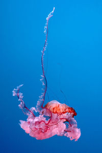 Close-up of jellyfish against blue background