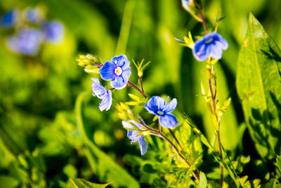 Close-up of purple flowers blooming outdoors