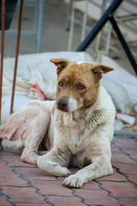 Portrait of dog sitting on floor