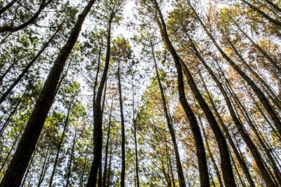 Low angle view of trees in forest against sky