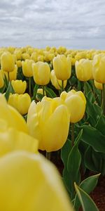 Close-up of yellow flowering plants