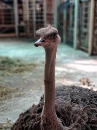 Close-up of bird in zoo