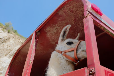 Close-up of a horse against the sky