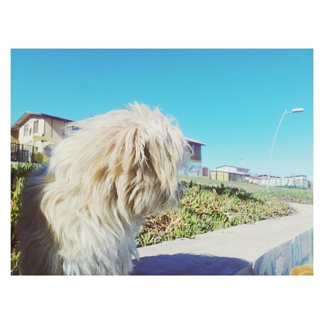 transfer print, one animal, animal themes, domestic animals, auto post production filter, pets, dog, mammal, blue, clear sky, animal hair, day, outdoors, full length, rear view, animal head, building exterior, sky, sitting, no people