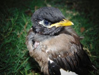 That lovely beak