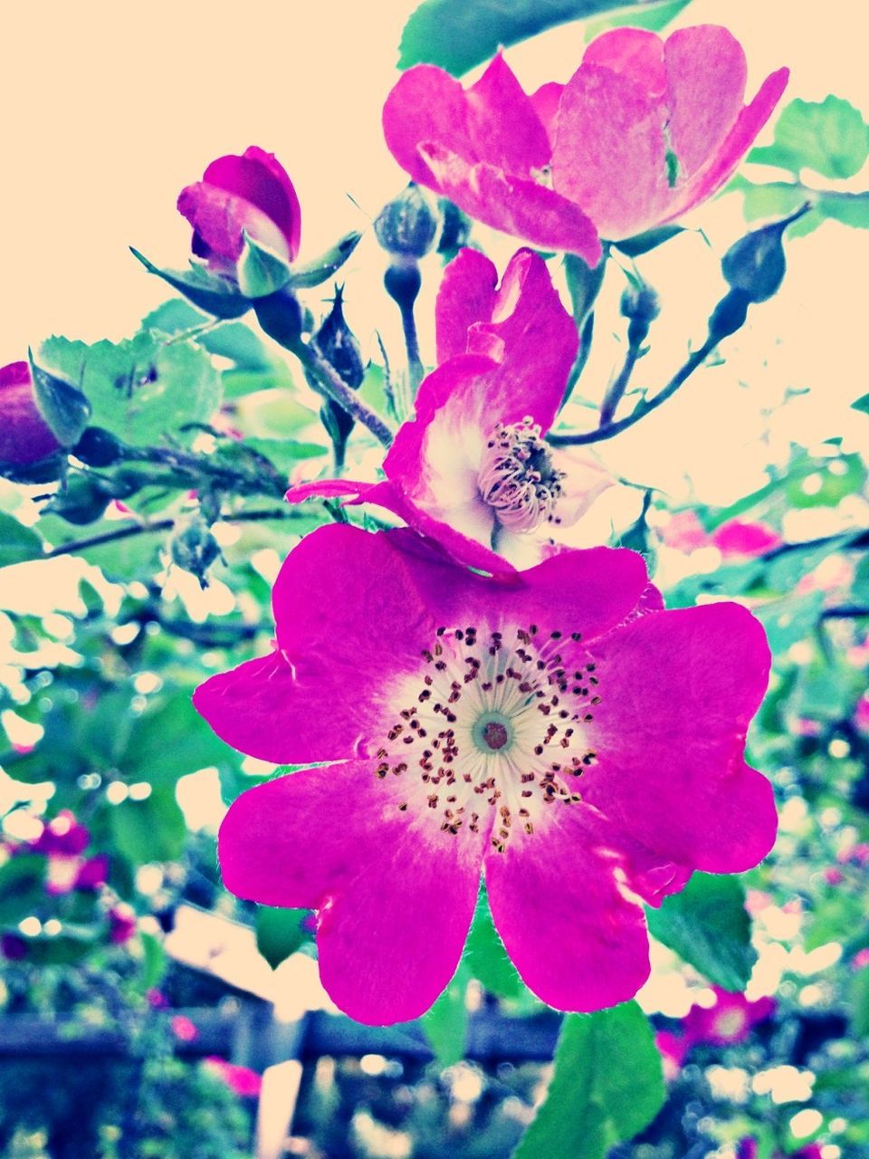 flower, petal, freshness, fragility, flower head, growth, beauty in nature, pink color, close-up, blooming, nature, plant, focus on foreground, in bloom, single flower, leaf, blossom, day, pollen, outdoors